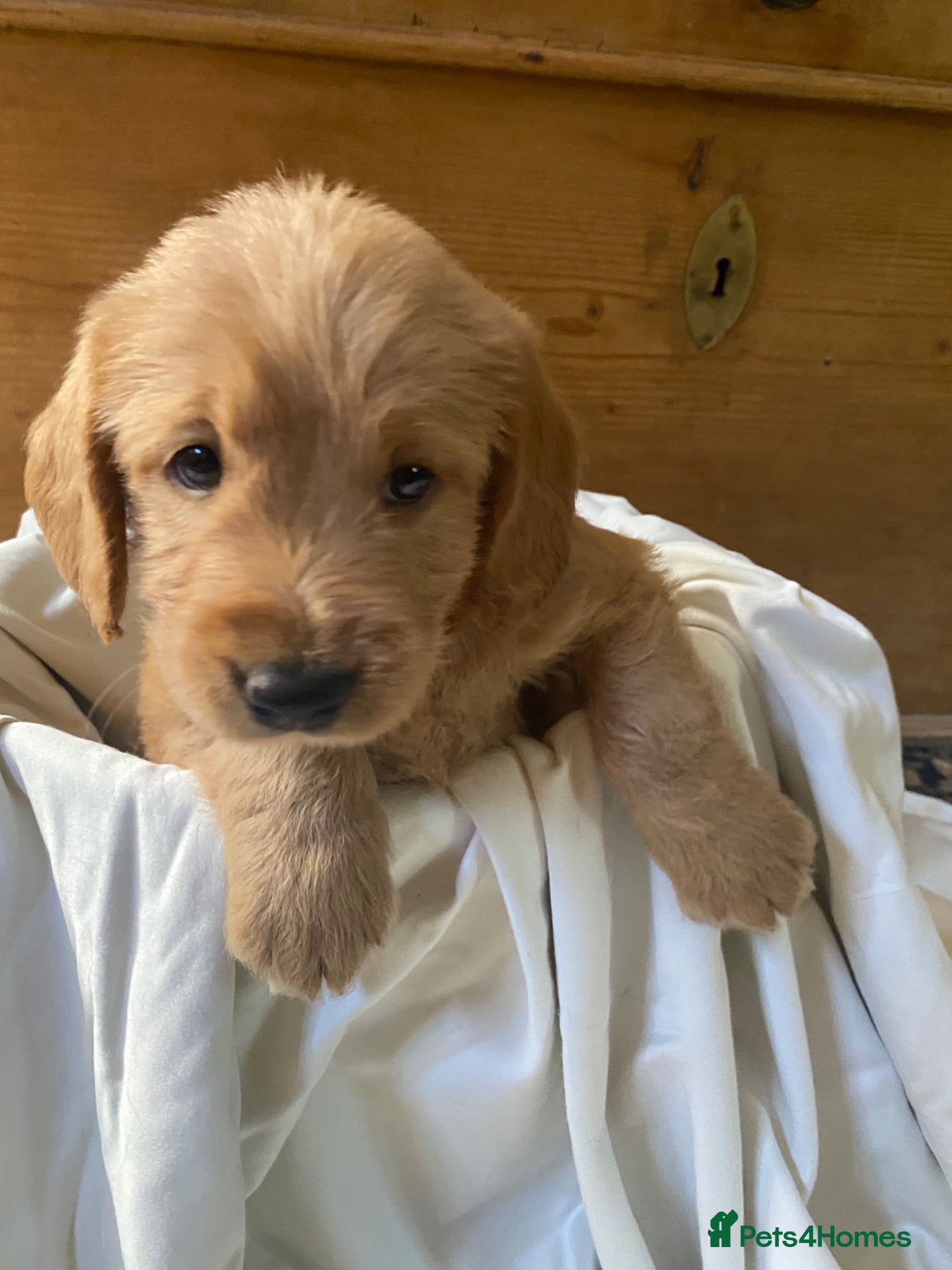 Labradoodle dogs Miniature Labradoodle  - Advert 1