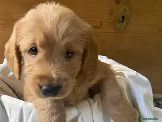 Labradoodle dogs Miniature Labradoodle - Advert 1