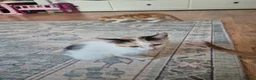 Mixed Breed cats for sale: KITTENS READY TO LEAVE in Oldbury - Advert 10