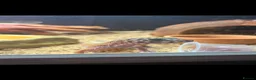 Gecko reptiles for sale: Beautiful Gecko  - Advert 1