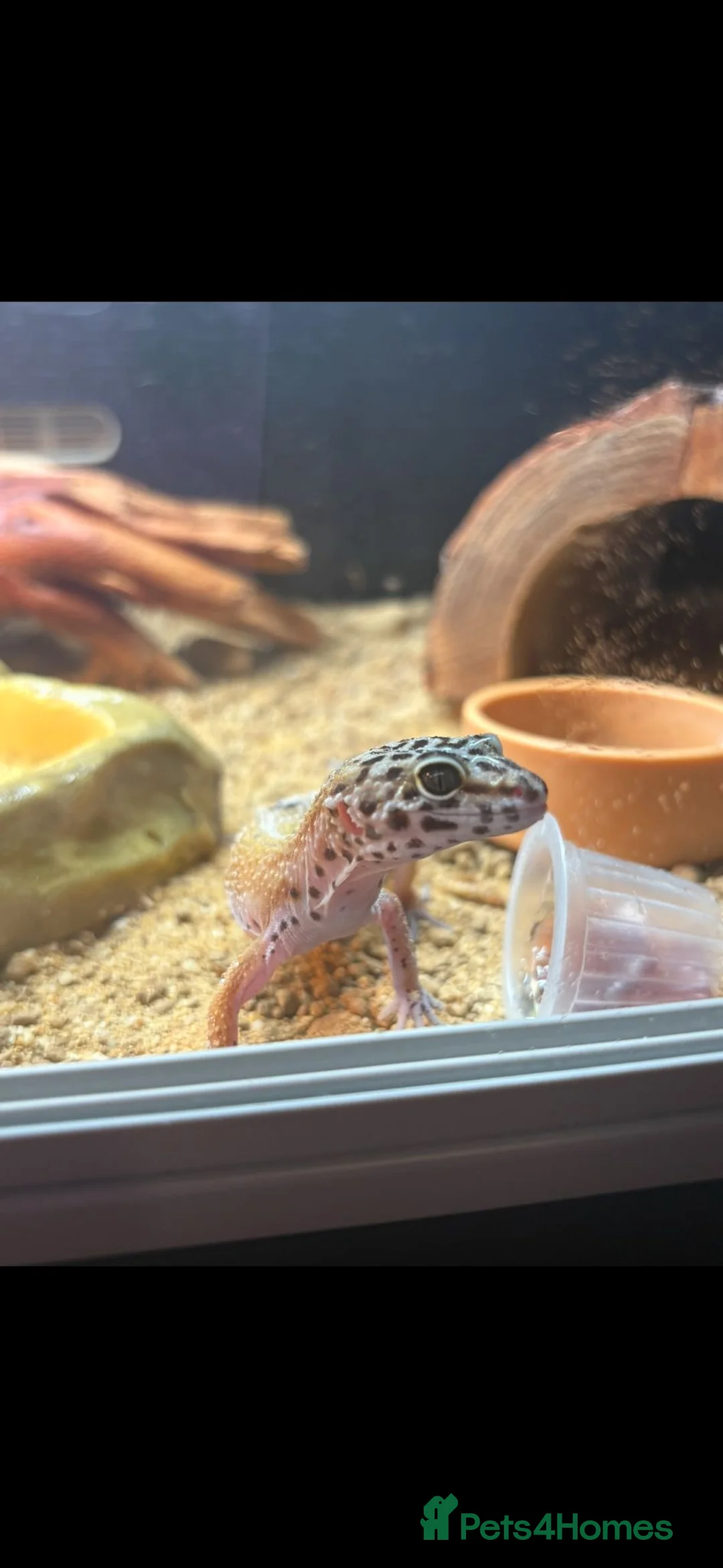 Gecko reptiles for sale: Beautiful Gecko  - Advert 1