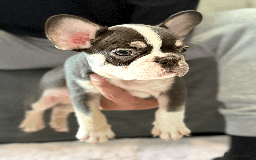 French Bulldog dogs for sale: French Bulldog Puppies for Sale Top Quality,  - Image 5