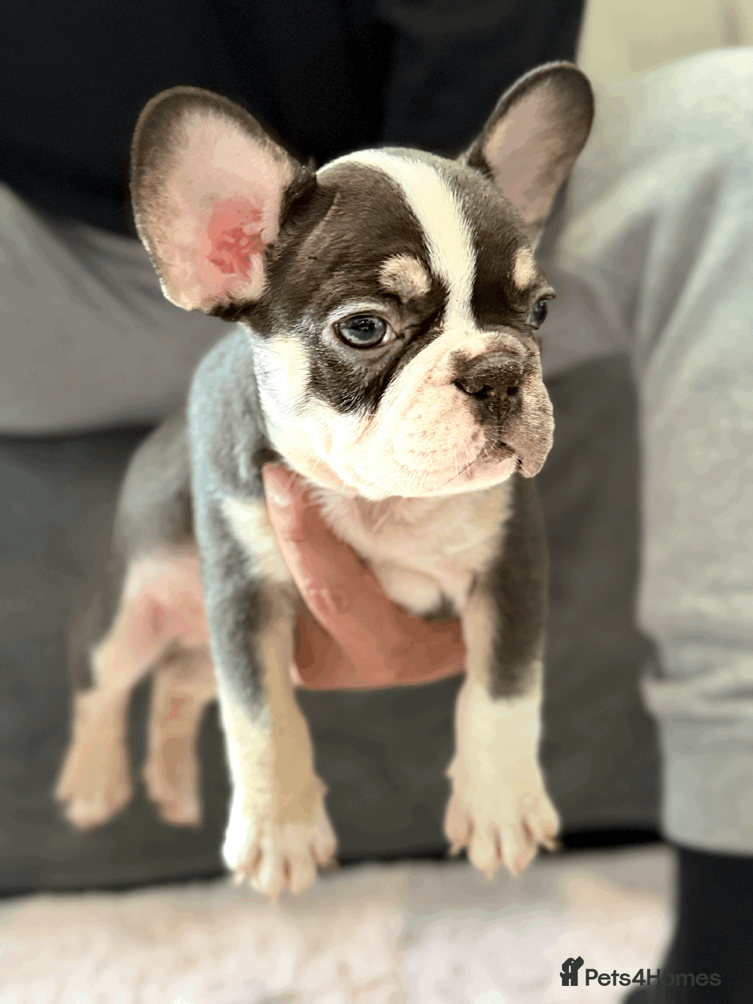 French Bulldog dogs for sale: French Bulldog Puppies for Sale Top Quality,  - Image 5