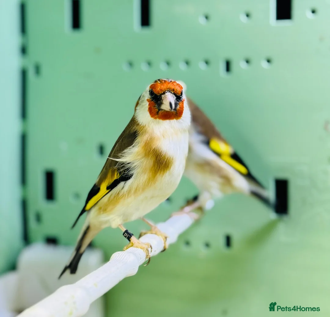 Finches birds for sale: Siberian goldfinches  - Advert 9