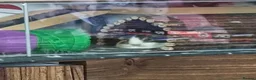Guinea Pig rodents for sale: Lovely Guinea's  in Great Yarmouth - Advert 7