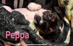 Mixed Breed dogs for sale: 6 Jack Russell x Yorkshire Terrier Puppies  - Image 3
