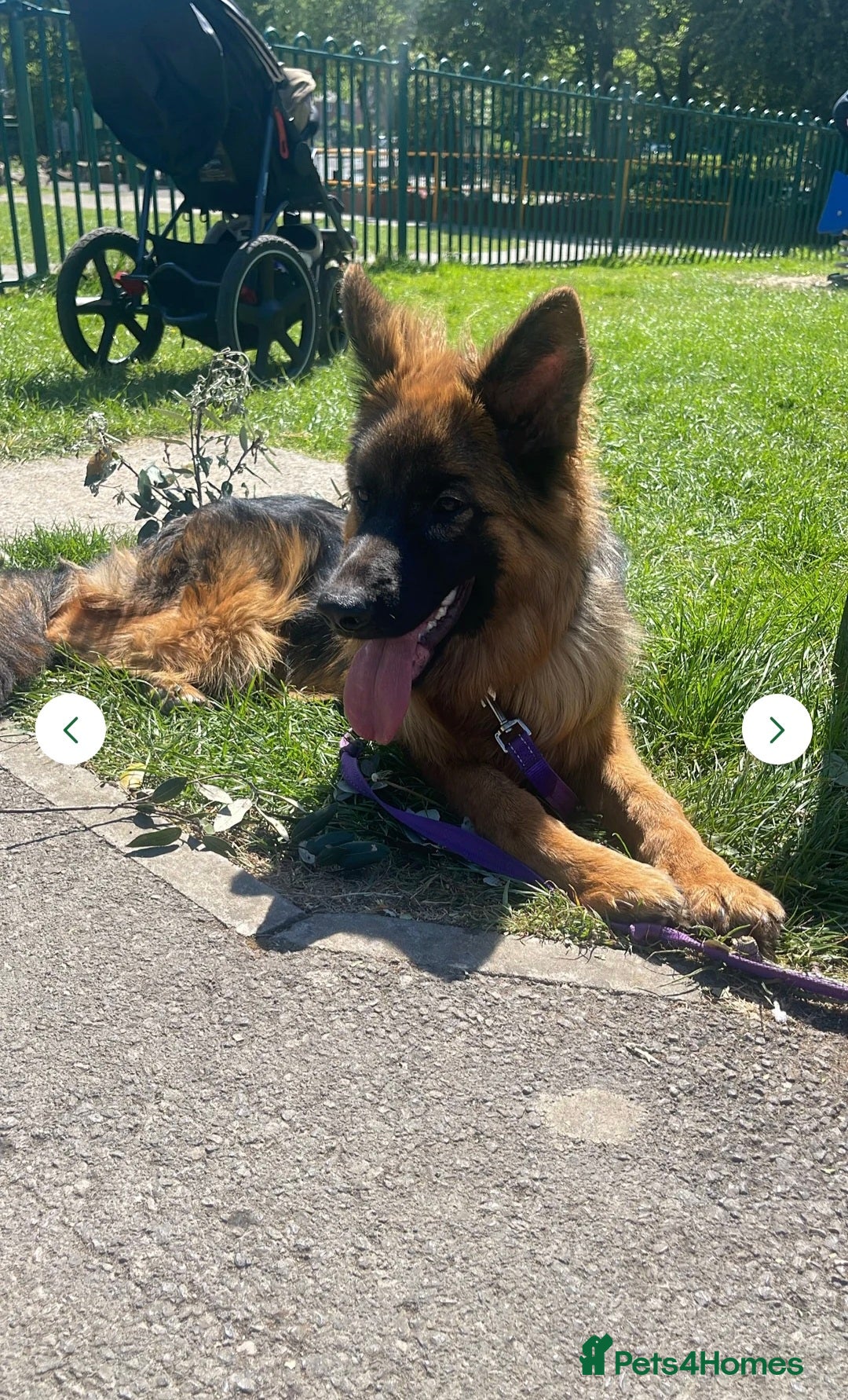 German Shepherd dogs for sale: Gentle 1y Angel  - Image 4