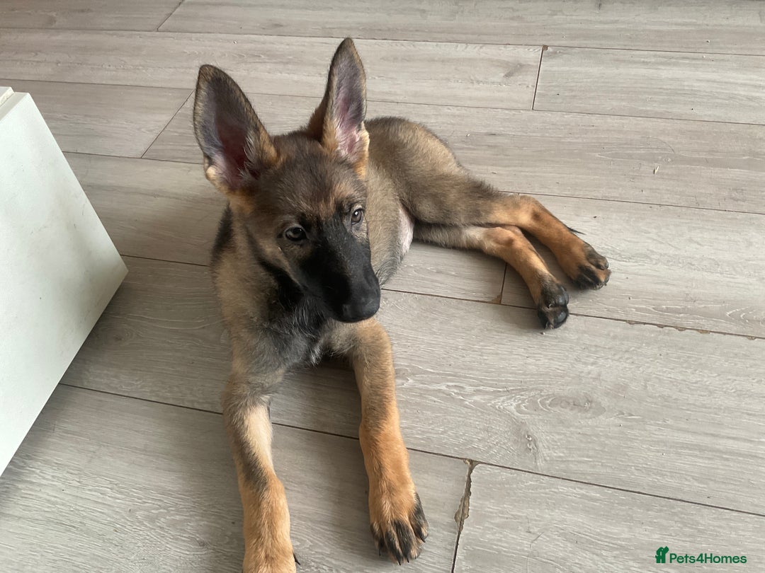 German Shepherd dogs for sale: Czech German Shepherd KC Registered puppies - Image 25