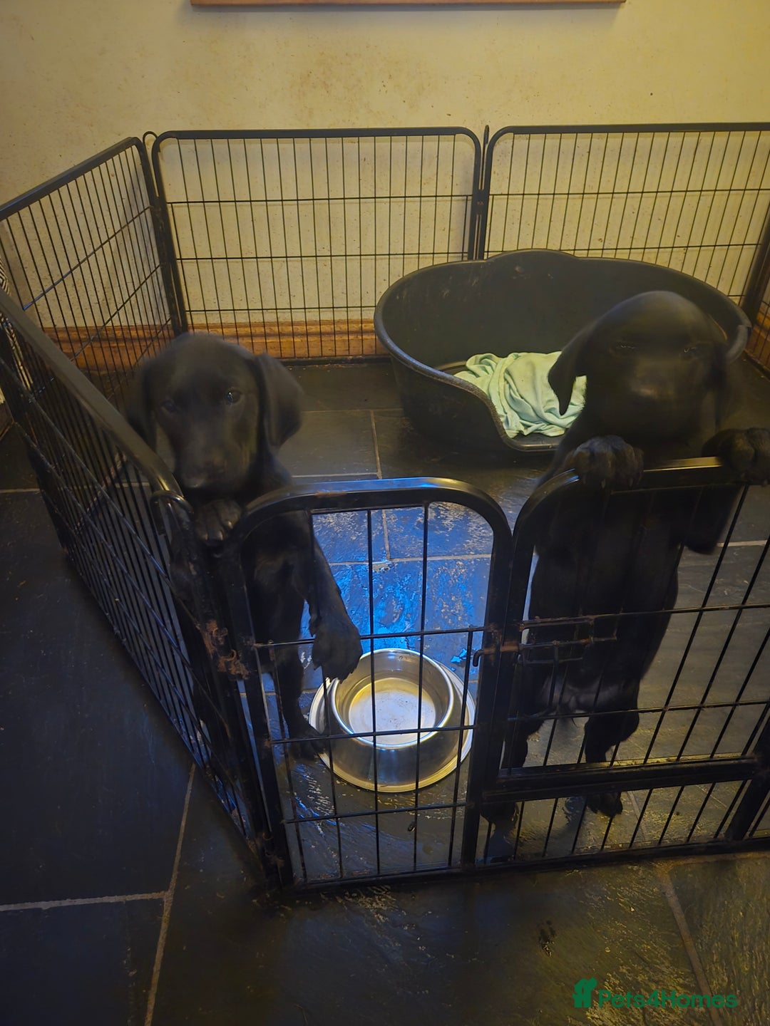 Labrador Retriever dogs for sale: 2 Amazing Black Labrador Girls - Image 6