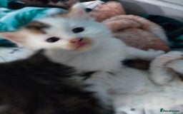 Mixed Breed cats for sale: Four lovely fluffy kittens  - Image 9