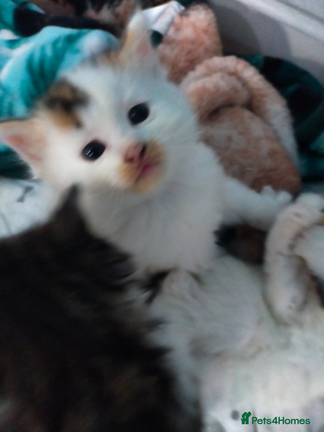 Mixed Breed cats for sale: Four lovely fluffy kittens  - Image 9