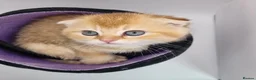 Scottish Fold cats for sale: Beautiful TICA Registered Scottish Fold Kittens - Advert 6