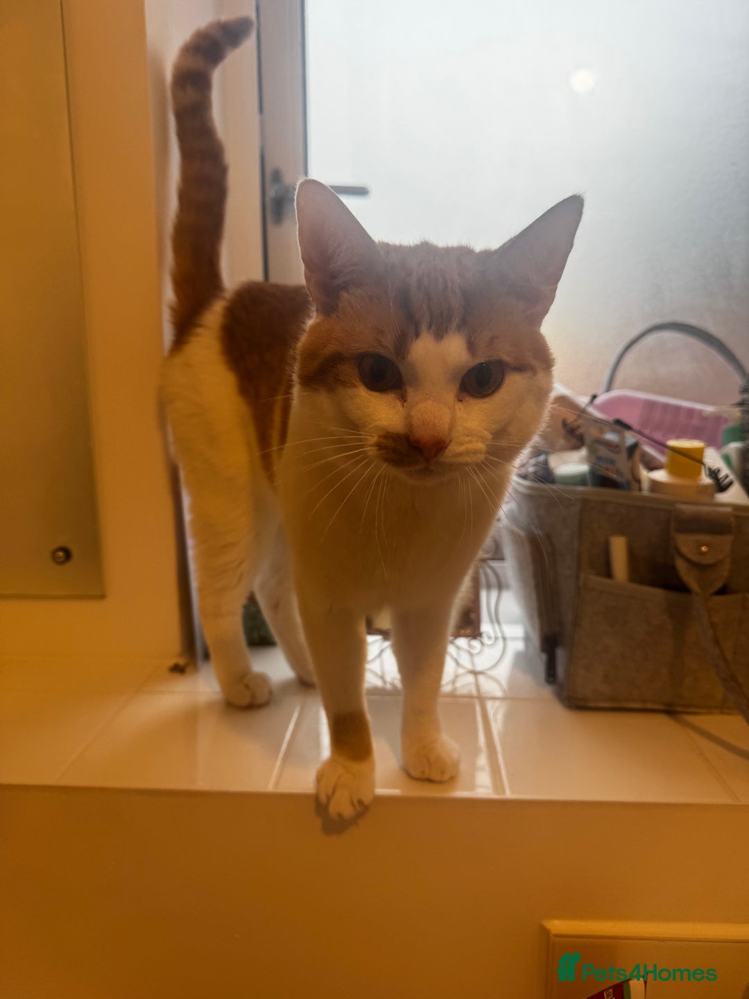 British Shorthair cats for sale: 2 year old Brother & Sister - Advert 8