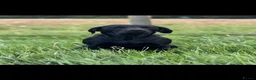 Labrador Retriever dogs for sale: Gamekeeper KC Labradors  - Advert 3