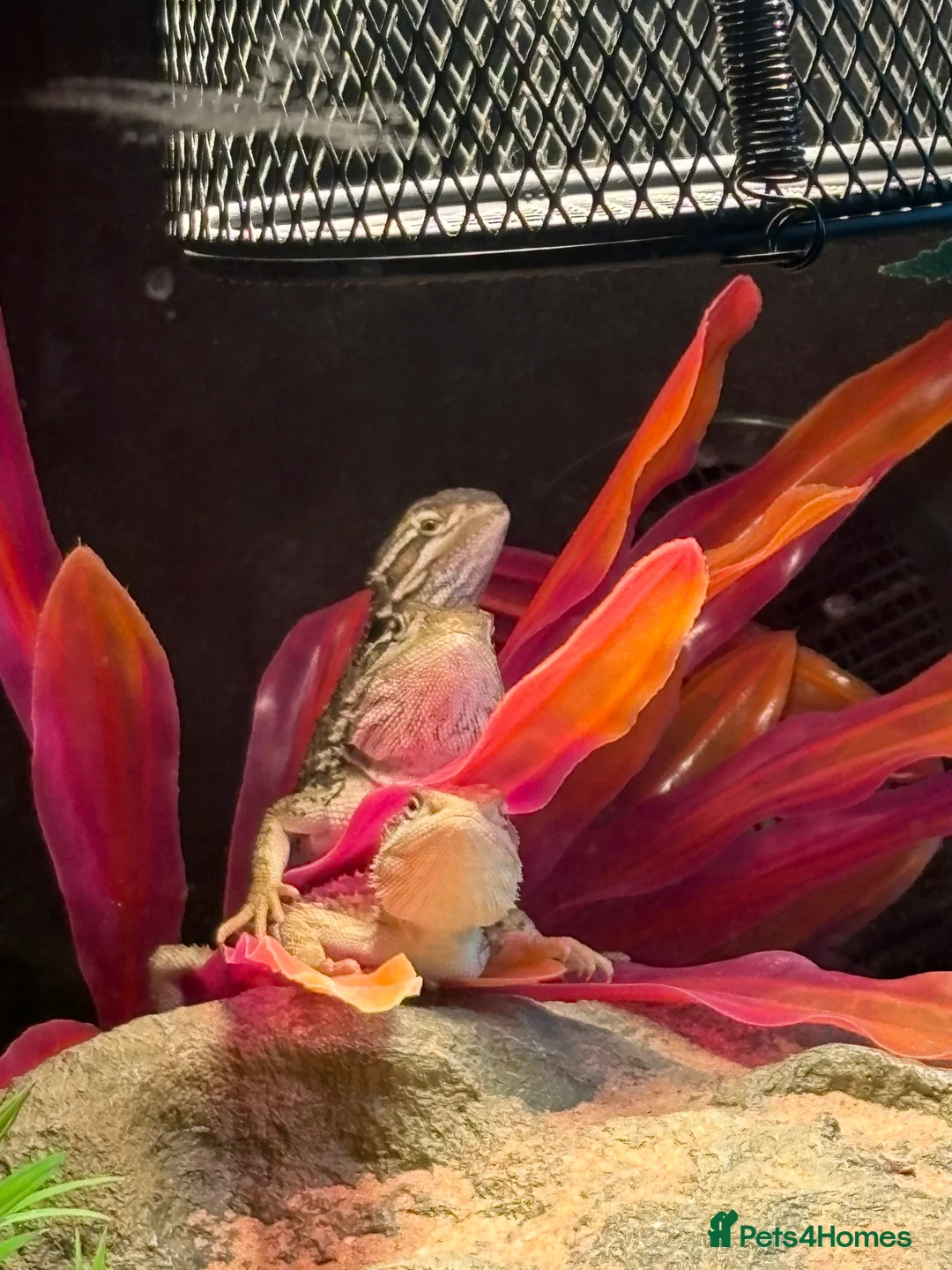 Bearded Dragon reptiles for sale: 3 baby rankins female - Advert 4