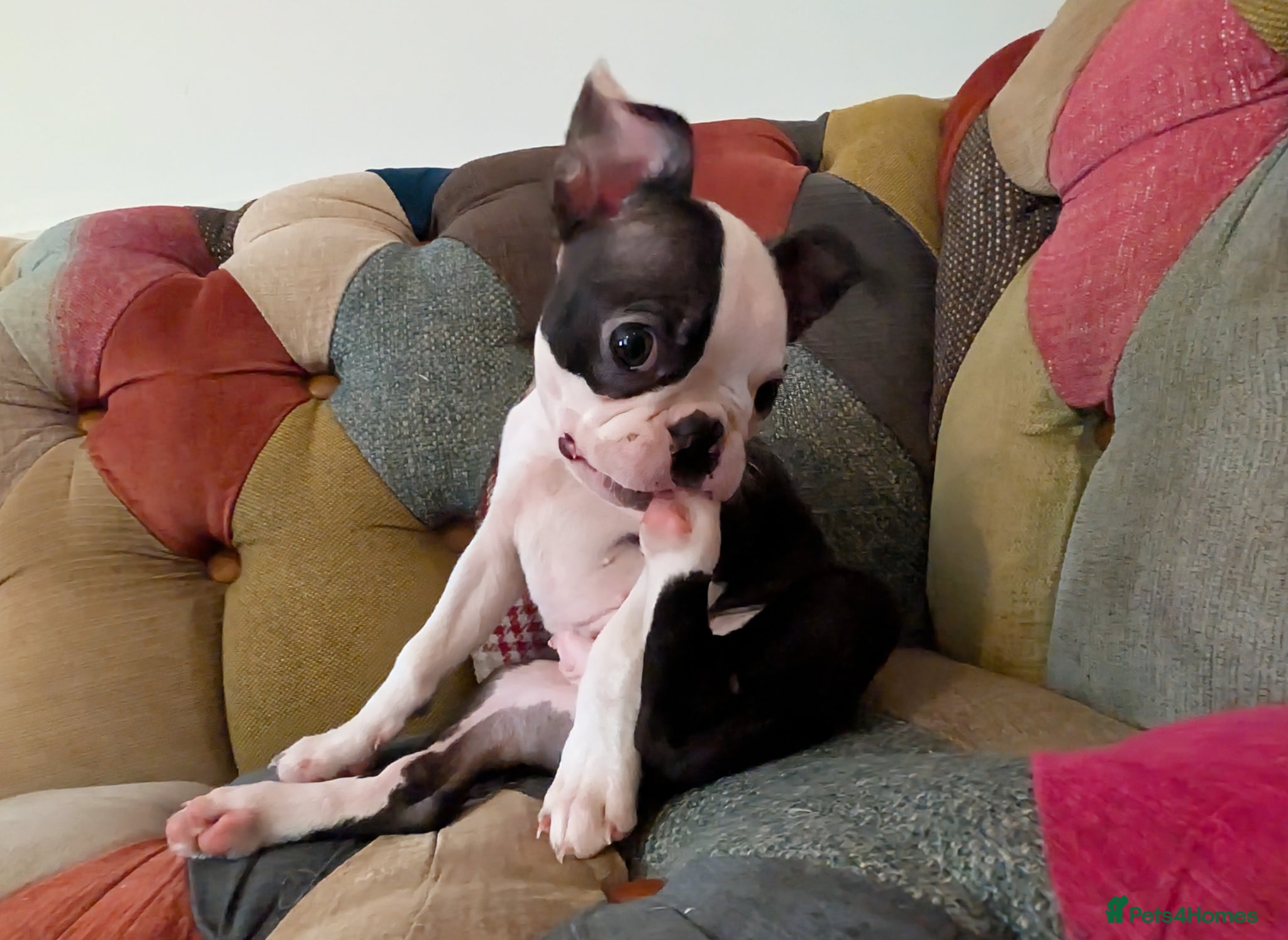 Boston Terrier dogs 1 BOY LEFT: Adorable KC Boston Puppies  - Advert 16