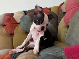 Boston Terrier dogs 1 BOY LEFT: Adorable KC Boston Puppies - Advert 1
