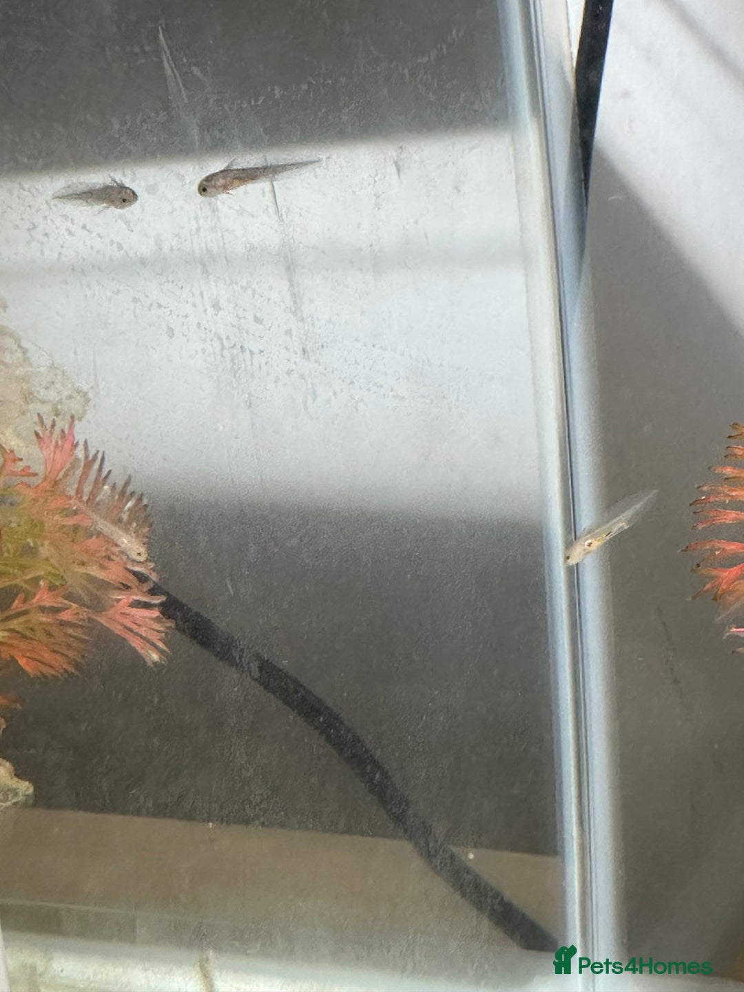 Axolotl reptiles for sale: Axolotl Copper and Wild Type - Advert 4