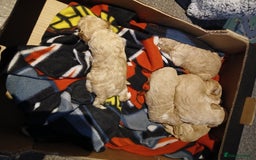 Maltipoo dogs for sale: Maltypoo pups - Image 12