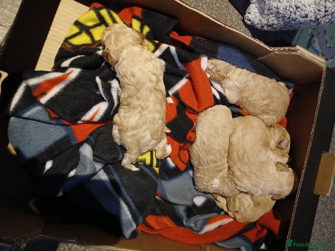 Maltipoo dogs for sale: Maltypoo pups - Image 12