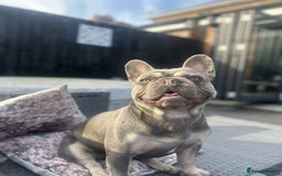 French Bulldog dogs for sale: French Bulldog female puppy - Lilac & Tan  - Image 3