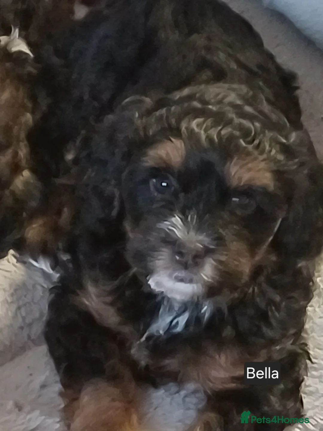 Maltipoo dogs for sale: Maltipoo puppies - Advert 8