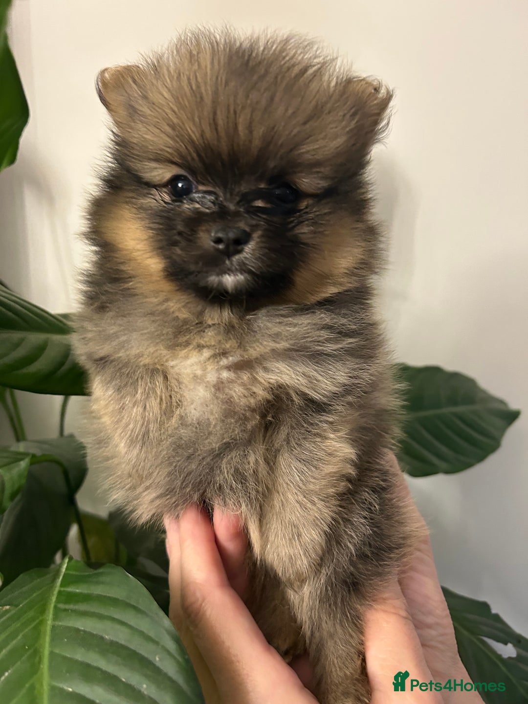 Pomeranian dogs for sale: Kc reg. Show quality 3 Pomeranian girls - Image 4