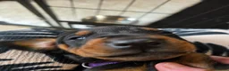 Dobermann dogs for sale: Just 3 puppies still available for reservation.  - Advert 5