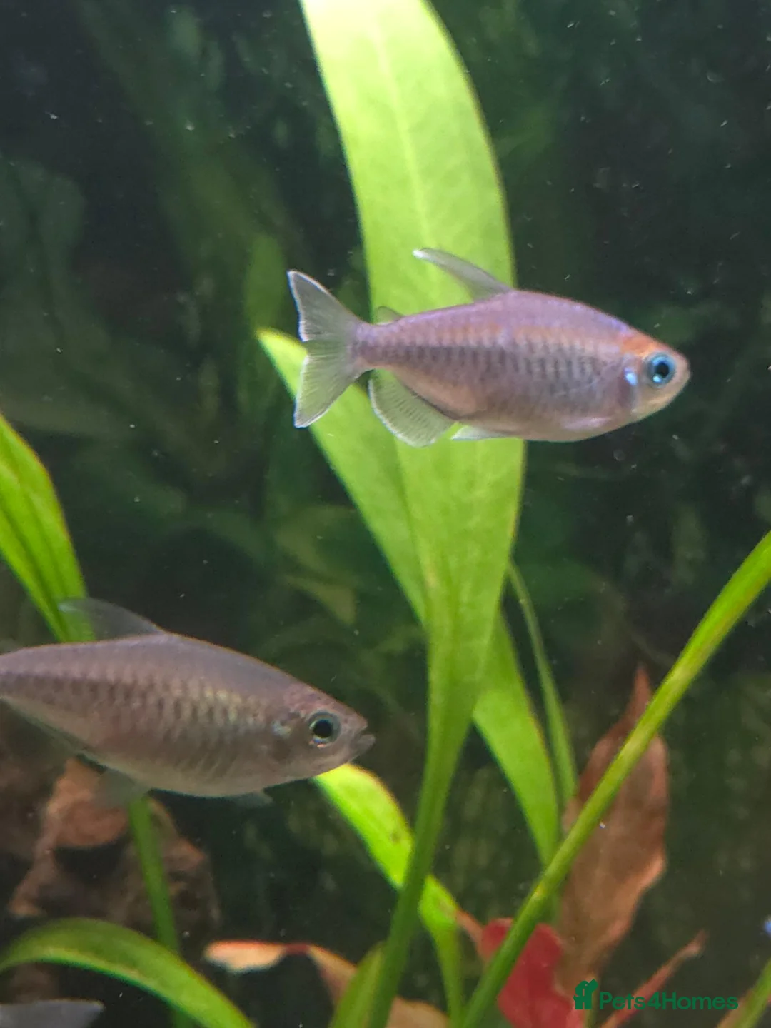 Tetras fish for sale: 7x Congo Tetra in Bathgate - Advert 2