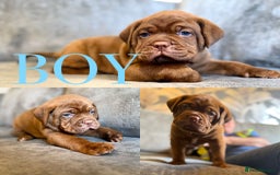 Mixed Breed dogs for sale: Puppy's for sale  - Image 4