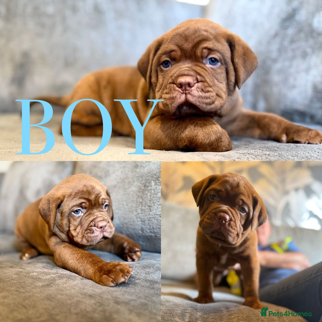 Mixed Breed dogs for sale: Puppy's for sale  - Image 4