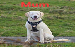Labrador Retriever dogs for sale: Beautiful pedigree labrador puppies  - Image 2
