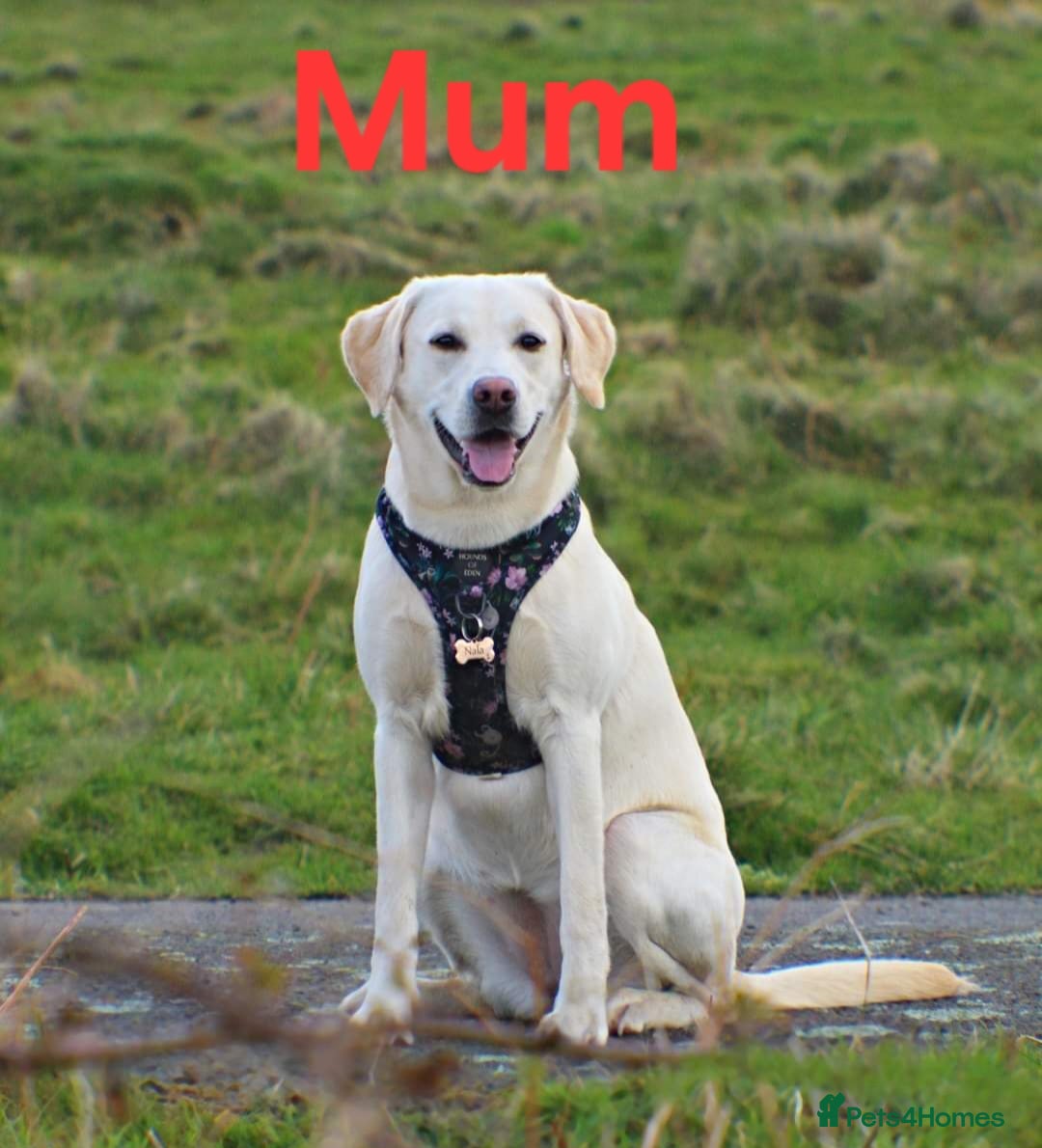 Labrador Retriever dogs for sale: Beautiful pedigree labrador puppies  - Image 2