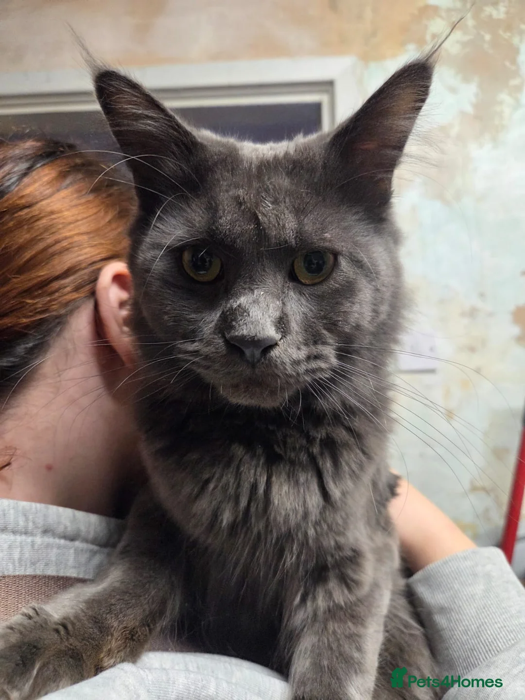 Maine Coon cats for sale: Stunning blue boy - Advert 3