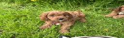 Cavapoo dogs for sale: Red F1 Cavapoo Puppies - Advert 4