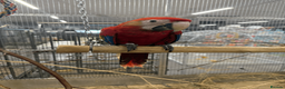 Macaws birds for sale: GORGEOUS VIBRANT BABY HANDREARED SCARLET  - Advert 8