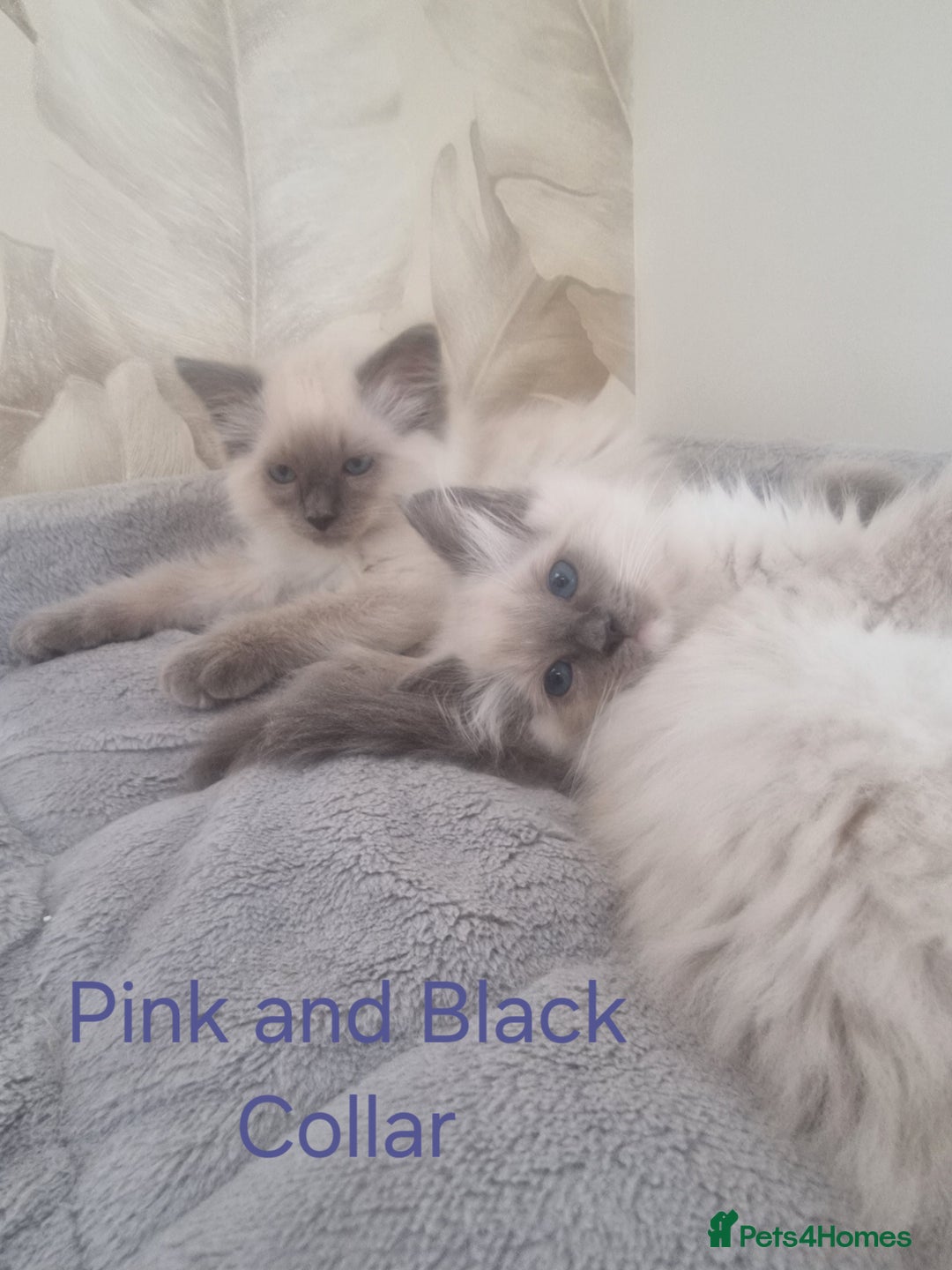 Ragdoll cats for sale: Ready to collect-Blue Point Kittens-Vaccinated - Image 25