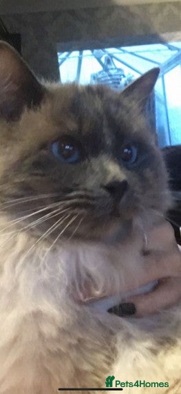 Ragdoll cats VERY LARGE PROVEN STUD kittens available  in Brighouse - Advert 21