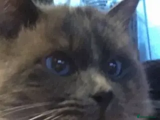 Ragdoll cats VERY LARGE PROVEN STUD kittens available in Brighouse - Advert 16