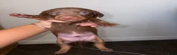 Dachshund dogs for sale: 4 beautiful boy pups looking for forever homes  - Advert 6
