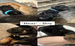 Border Terrier dogs for sale: Beautiful Border Terrier Pups - Image 4