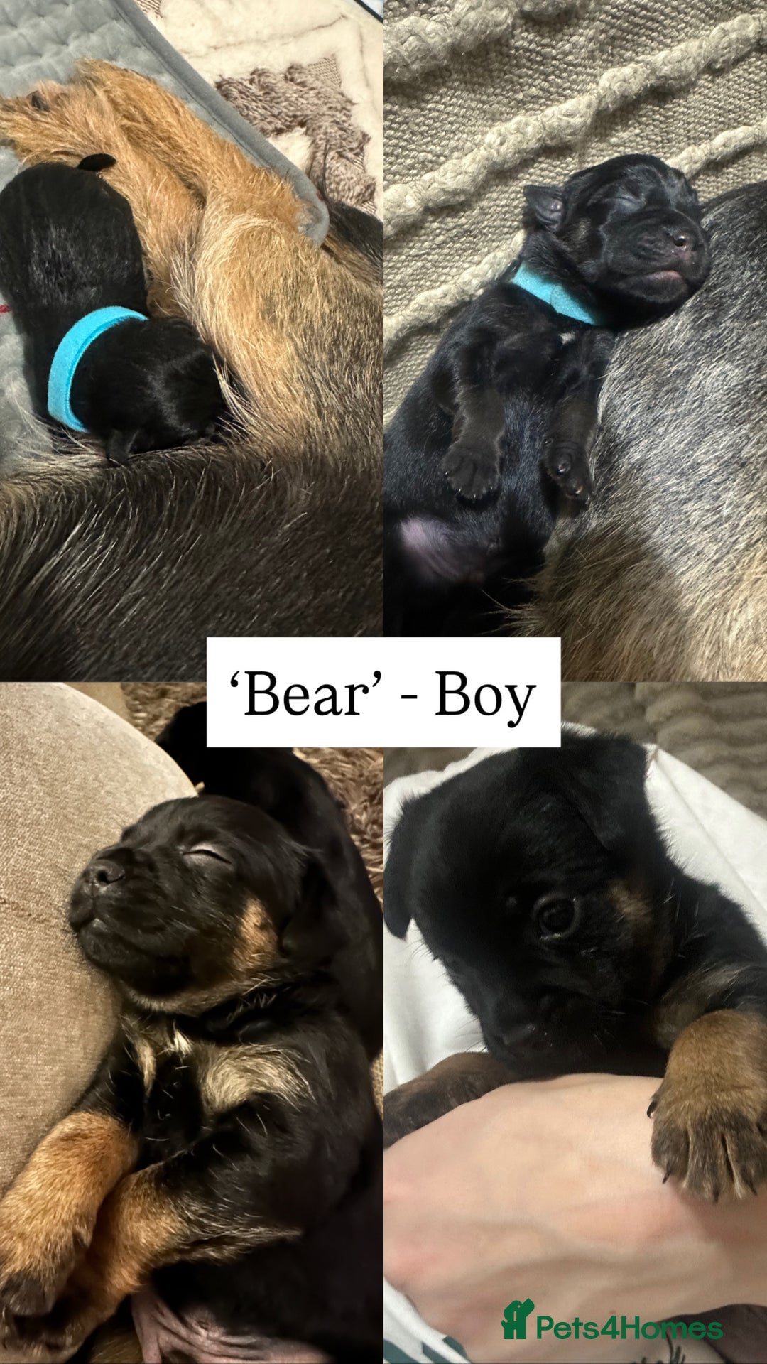 Border Terrier dogs for sale: Beautiful Border Terrier Pups - Image 4