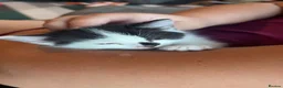 Mixed Breed cats for sale: Beautiful little of black and white fluffy kittens - Advert 8