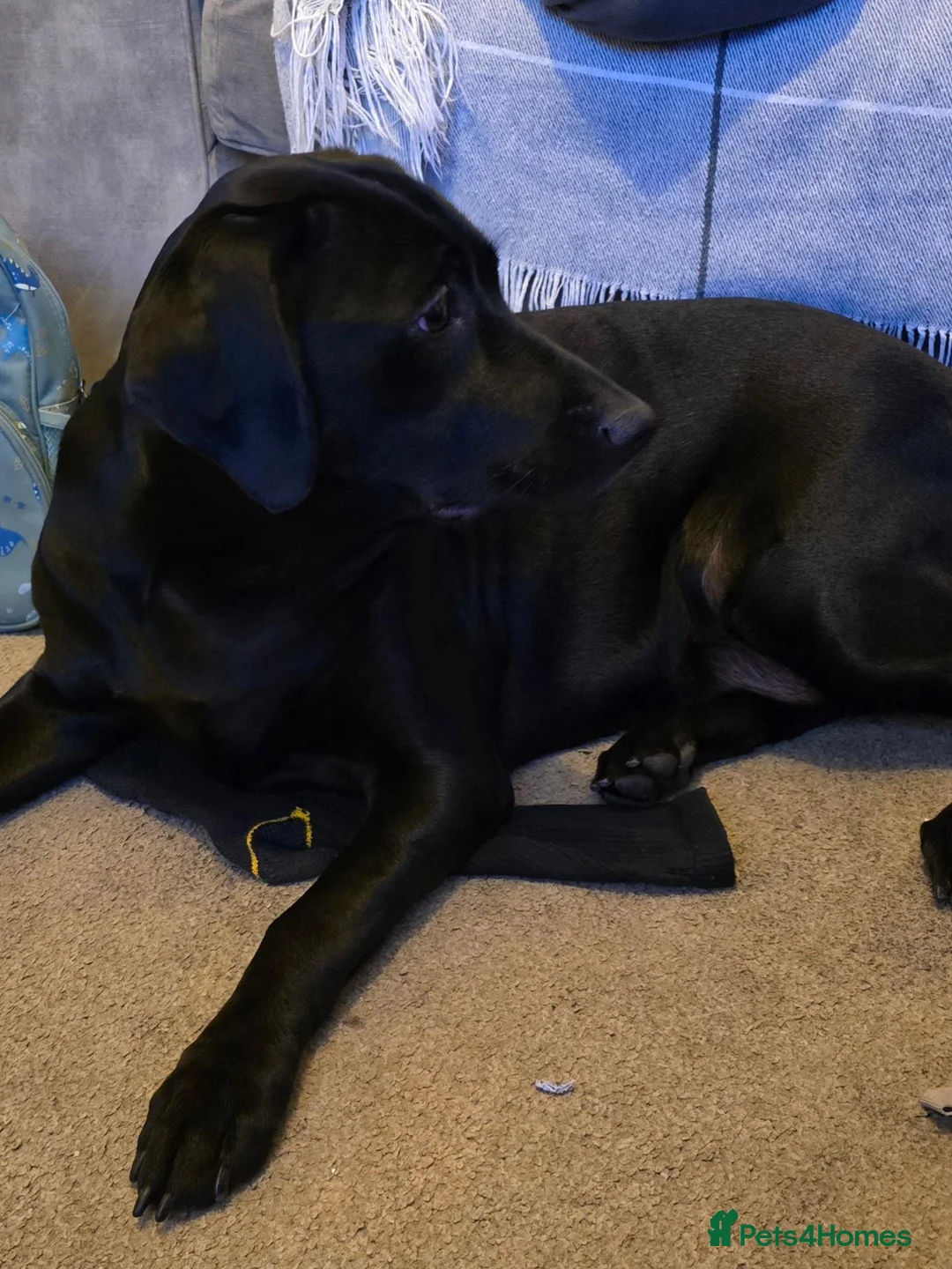 Mixed Breed dogs for sale: Lab Cross weimaraner  - Advert 1