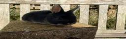 Netherland Dwarf rabbits for sale: Pure Netherland dwarf bunnies  in London - Advert 10