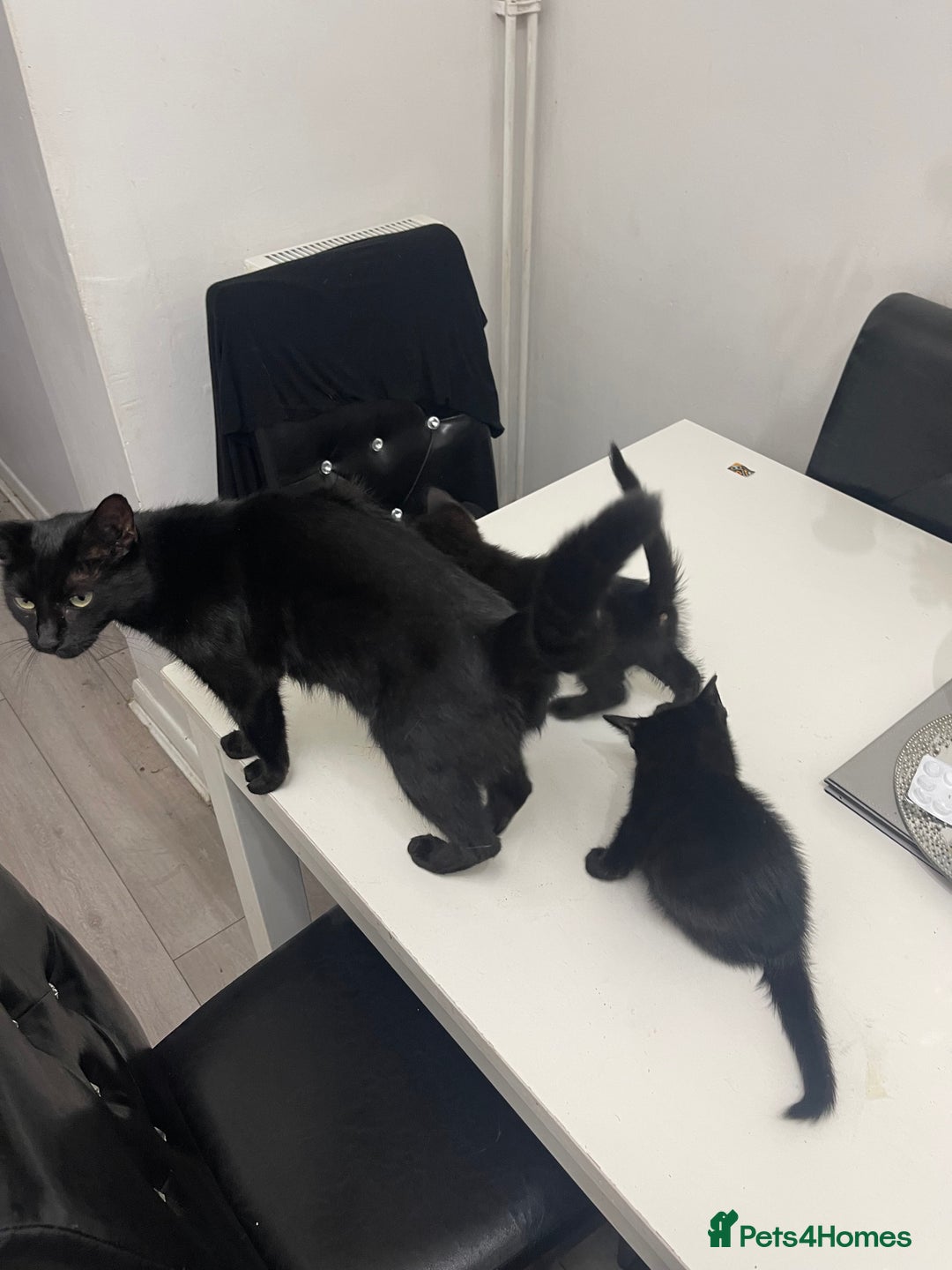 Mixed Breed cats for sale: 2 male 1 female black kitten for sale ready nov1st - Image 13