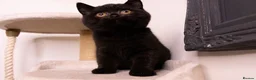 British Shorthair cats for sale: STUNNING BSH KITTENS - Advert 13