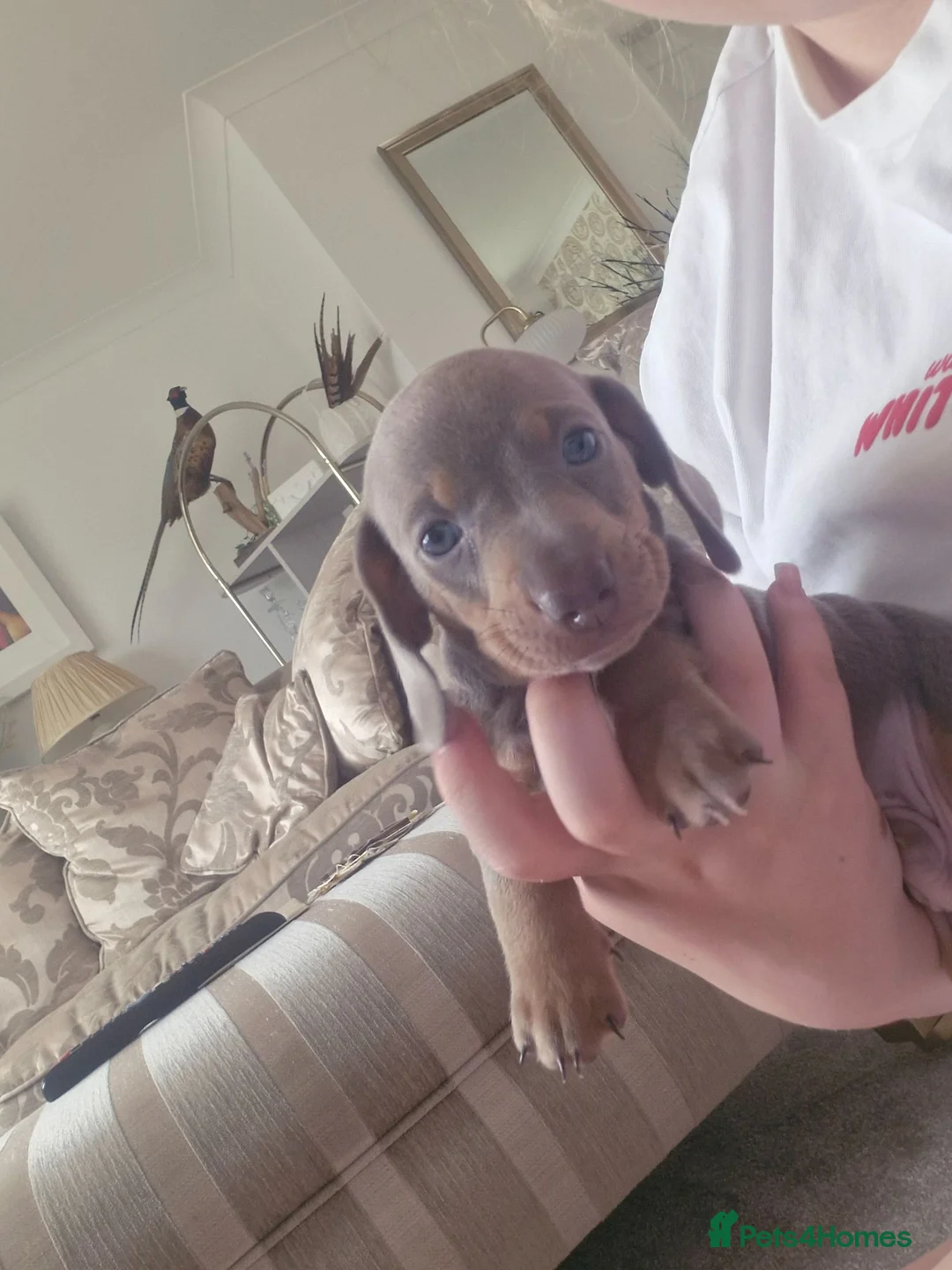 Miniature Dachshund dogs for sale: Miniture dashhound - Advert 12