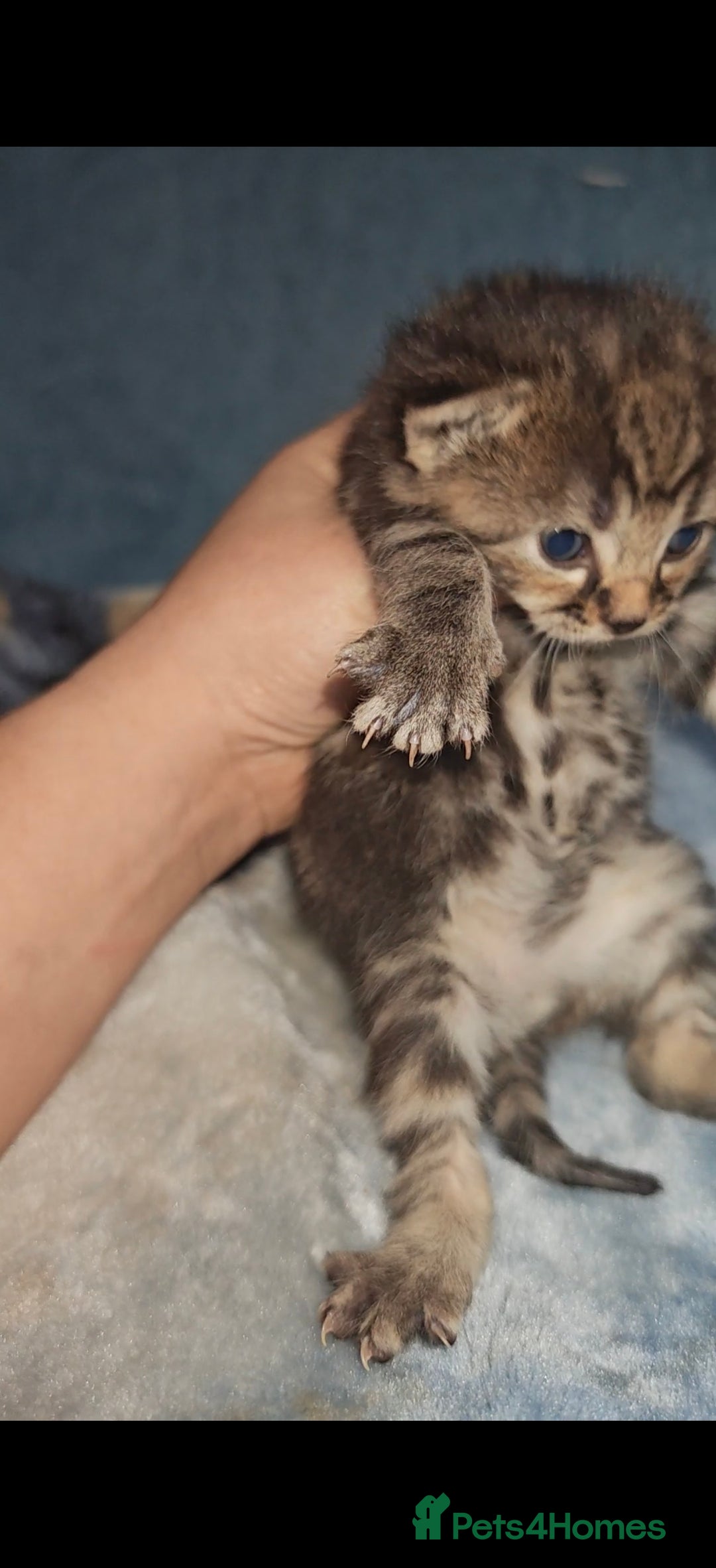 Mixed Breed cats for sale: Beautiful kittens  - Advert 22