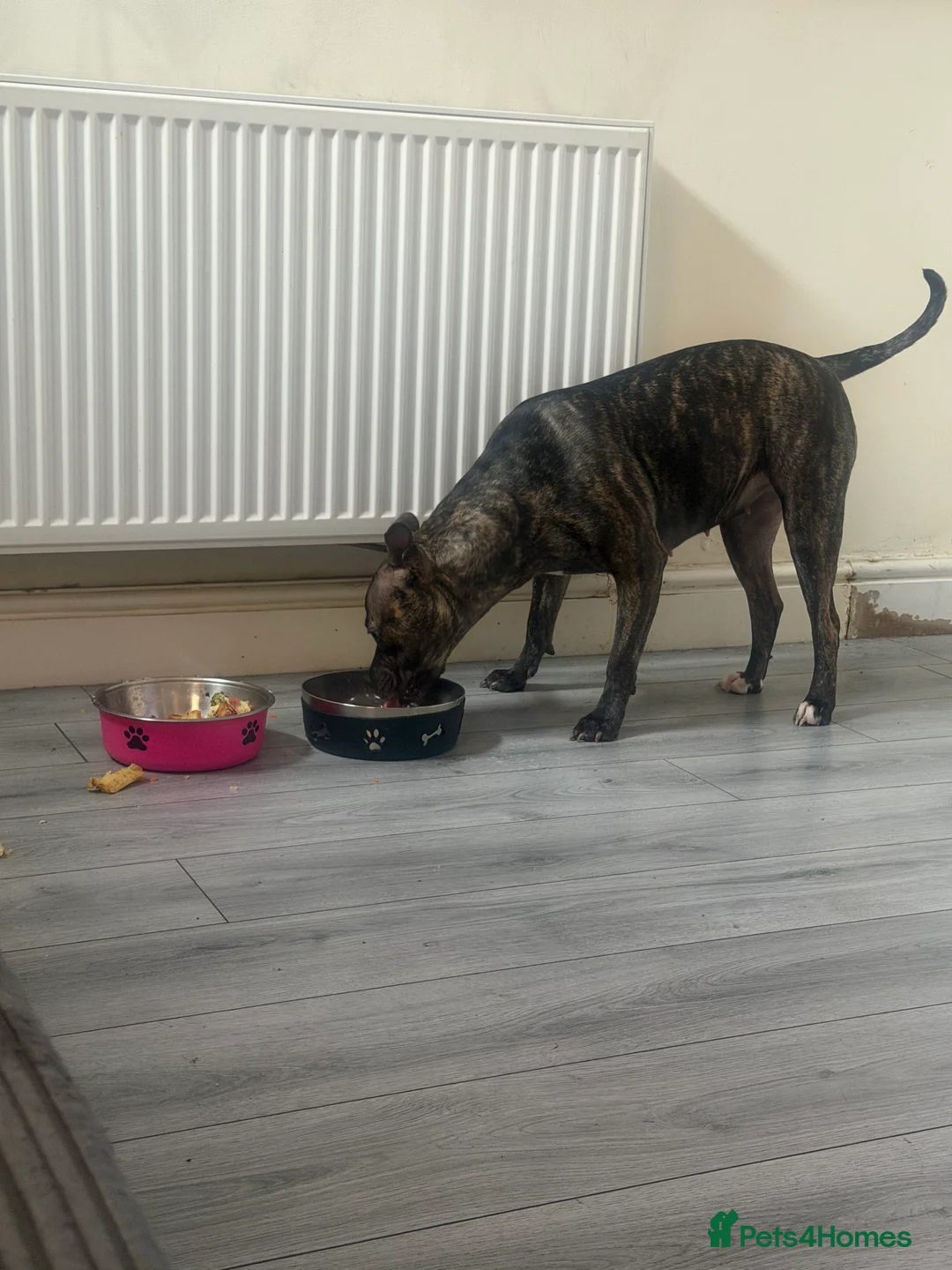 Staffordshire Bull Terrier dogs for sale: Female Staffordshire bull terrier  - Advert 2